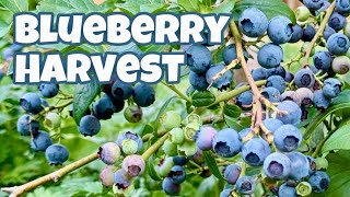 How To Pick Blueberries  Blueberry Picking In Our Backyard [upl. by Rydder]