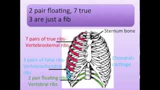 Thoracic Cavity and Neck Bones Song Ribs [upl. by Puiia563]