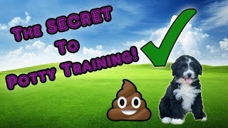 The Secret to Potty Training Your AussieDoodle [upl. by Leahcimnhoj348]