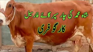 World Highest Milking Cow Vs Jersey Cow Breed Milk Heavey Sahiwal Jersi cross cows for sale [upl. by Dazhahs]