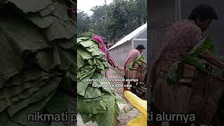 Petani Daun Talas Beneng Banten [upl. by Ynohtnanhoj]