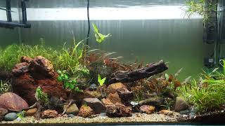 Planted Tank  18 month old [upl. by Adnav]