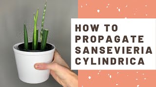 How to Propagate Sansevieria cylindrica  African Spear Snake Plant [upl. by Minier829]