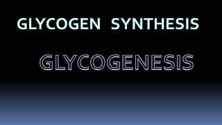 GLYCOGENESIS  glycogen metabolism biochemistry [upl. by Alexandros557]