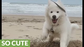 Samoyed puppy cant stop digging in the sand [upl. by Seward]