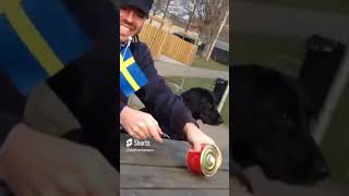 Dogs react to Swedish Stinky Fish  Surströmming  quotGetting Crazyquot [upl. by Wivestad]