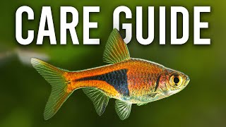 How to Care for Harlequin Rasboras and Lambchop Rasboras [upl. by Heisel]