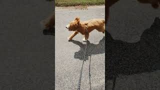 Puppy  Skateboard Training esk8 esk8riders puppy [upl. by Einaffets606]