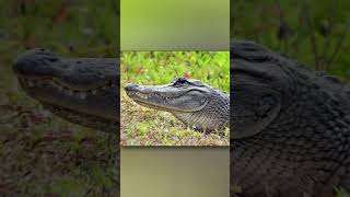 Whats The Difference Between Alligators And Crocodiles [upl. by Elga462]