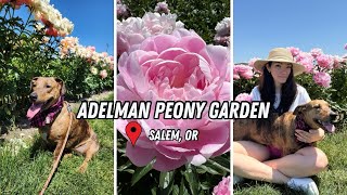 ADELMAN Peony Garden  Dog friendly Oregon [upl. by Deehahs]