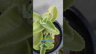 Ajwain plant music song bollywood love subscribe garden [upl. by Kopaz972]