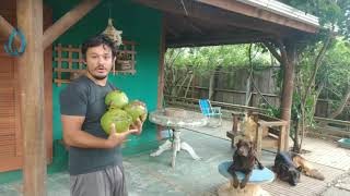 Enriquecimento ambiental PARA CÃES GRANDES  COCO VERDE [upl. by Macleod]