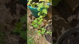 Sweet Potatoes Growing in Pot sweetpotato sweetpotatoes plants shorts [upl. by Neehsuan779]