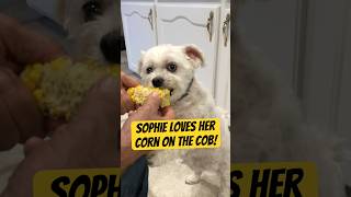 EATING CORN ON THE COB 🌽 shorts dog funny [upl. by Yellah]