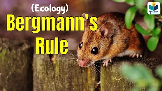 Bergmanns Rule  CSIR NET ECOLOGY [upl. by Waldner]