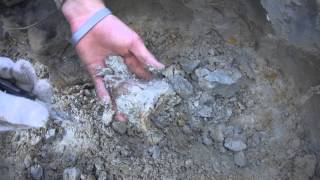 Digging for Megalodon Shark Teeth at a Summerville Land Site [upl. by Lednahs]