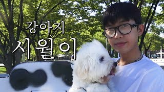 임영웅의 삶을 가장한 시월이의 삶우리 강아지 최고 귀엽다🐶💥 [upl. by Alesiram298]