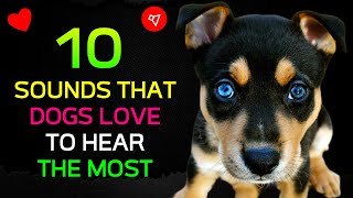 10 Sounds That DOGS Love to Hear the Most ♥️ [upl. by Hermon]