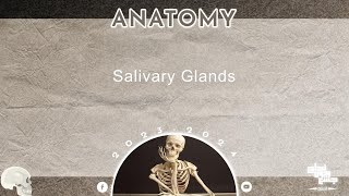 L2  Salivary glands Anatomy [upl. by Mikihisa]