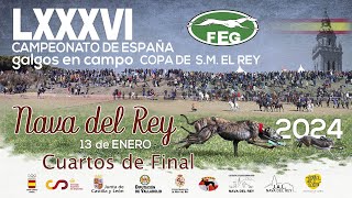 Cuartos de Final LXXXVI Campeonato de España Galgos en Campo COPA DE SM EL REY [upl. by Pugh]