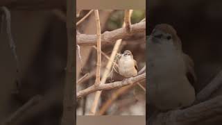 Indian silverbill fetching grass for nesting [upl. by Kassaraba]