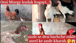 Desi Murgy kudak hogayiande me se bachhe bhi nikle🥱😱 [upl. by Nanfa]