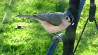 Tufted Titmouse [upl. by Arraeis]