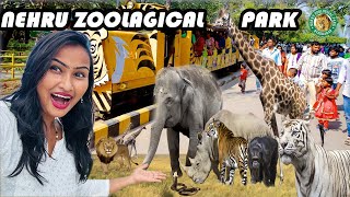 zoo park in hyderabad  Nehru zoo park hyderabd  hyderabad zoo park  Entry ticket  timings  4k [upl. by Nicolea10]