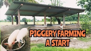 How to start a piggery farming  piggerybusiness livestockshow [upl. by Nwadrebma]