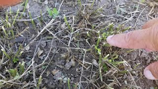 How to cut alfalfa for faster recovery [upl. by Havard]