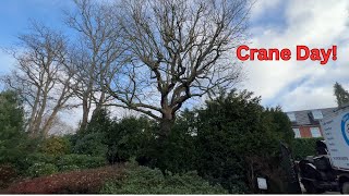 Grapplesaw tree removal  Day in the life of a tree surgeon [upl. by Arreit]