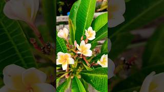 Plumeria blooming in my garden plantparent plumeriaflower plumeria shortsfeed flowers plants [upl. by Cheffetz]