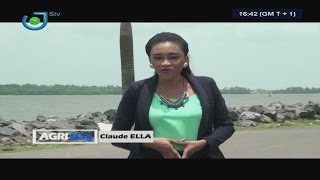 STV  AGRI Mag  PISCICULTURE au CAMEROUN  Les CREVETTES  Mercredi 29 Mars 2017  Claude ELLA [upl. by Hafirahs738]