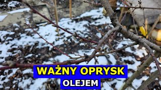 Kluczowy Oprysk Olejem na Drzewa owocowe Borówki Świerki Porzeczki Jabłonie Brzoskwinie Śliwy [upl. by Darcy150]