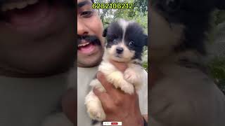 Pomeranian puppies sale  pom for sale  Spitz sale kerala  home delivery available  pom sale [upl. by Alayne954]