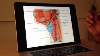 Vascular Anatomy 1 of 4 Carotid and Vertebrobasilar Systems  Head and Neck Anatomy 101 [upl. by Cory]