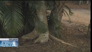 7foot snake slithers through Naples park [upl. by Ybot]