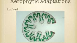 AS level G19 Xerophytes Ms Cooper [upl. by Hodges610]