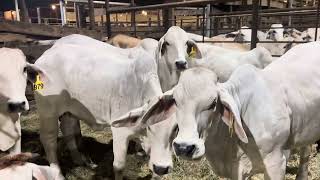 Braford Brahman and Brangus heifers [upl. by Sommer]