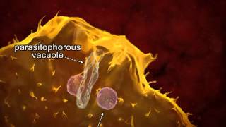 Animated life cycle of T cruzi in the human host [upl. by Ariadne990]