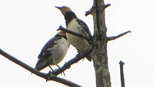 Blackcollared Starling，（Gracupica nigricollis），黑领椋鸟 [upl. by Anikat]