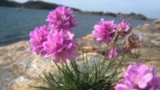 Armeria maritima [upl. by Penelopa798]