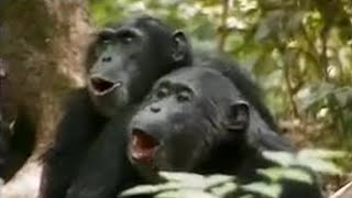 Chimps vs Red Colobus Monkeys  BBC Studios [upl. by Ecaj]