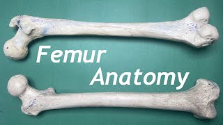 Femur Anatomy  Bony features Lower limb bones Dr Awais [upl. by Loma]