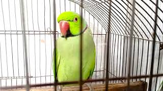 I Bought New Parrots Pair  My Parrot Enjoy [upl. by Korb757]