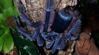 A quick look at my new Tapinauchenius violaceus  Purple Treespider post molt feeding on crickets [upl. by Chute]