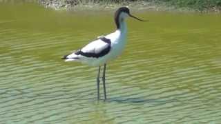 Pied Avocet Birds of the Netherlands [upl. by Killen193]