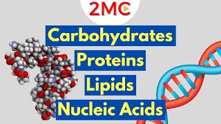 Macromolecules Explained  2MC GIGAVID [upl. by Ikkim349]