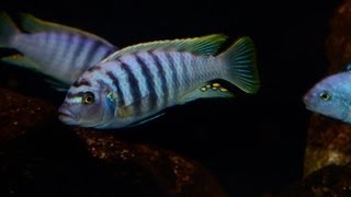 ep 21  Malawi Membe Reef  Cichlid Paradise 7 months old [upl. by Jolenta]