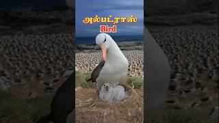 அல்பட்ராஸ் birds chick health checkup svdbdocuments [upl. by Eiser]